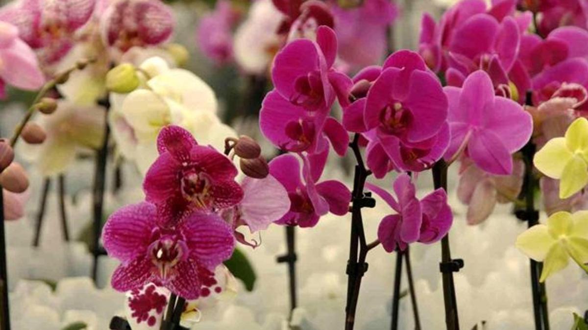 Rusya 'orkide' ihtiyacn Trkiye'den karlayacak 