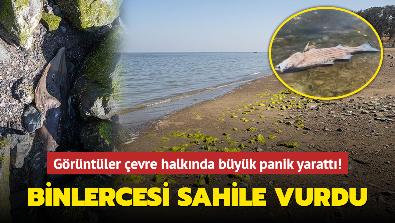 Grntler evre halknda byk panik yaratt! Binlerce l balk kyya vurdu