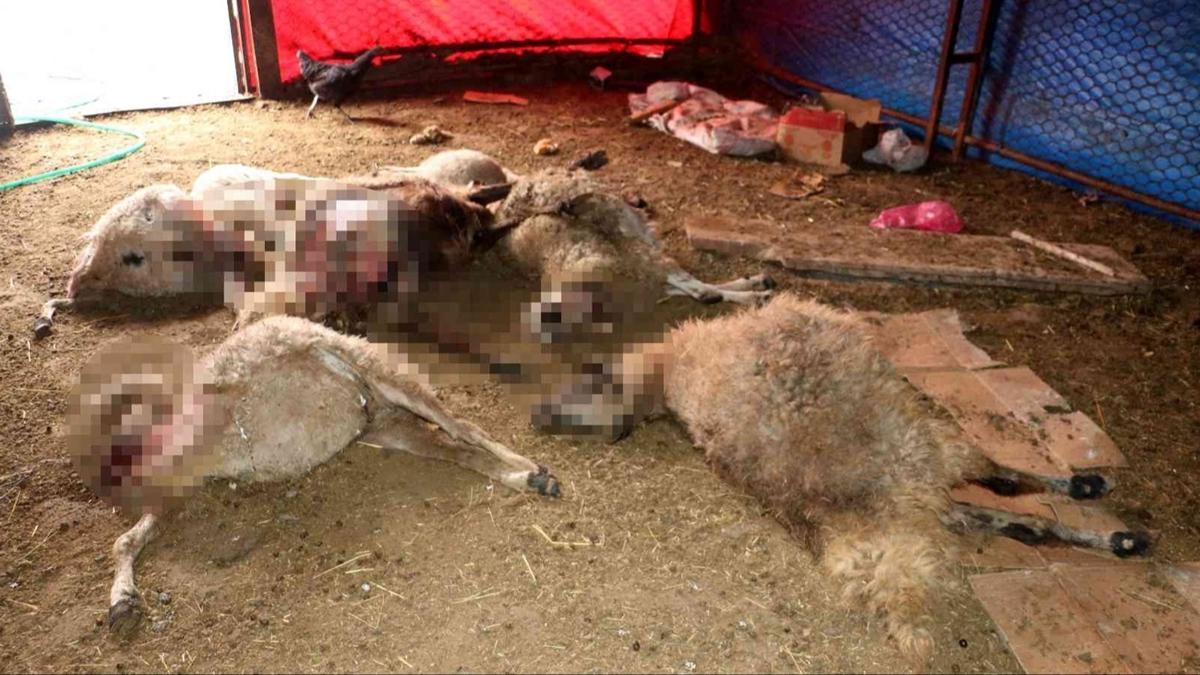 Erzincan'da kurtlar 40 koyunu telef etti