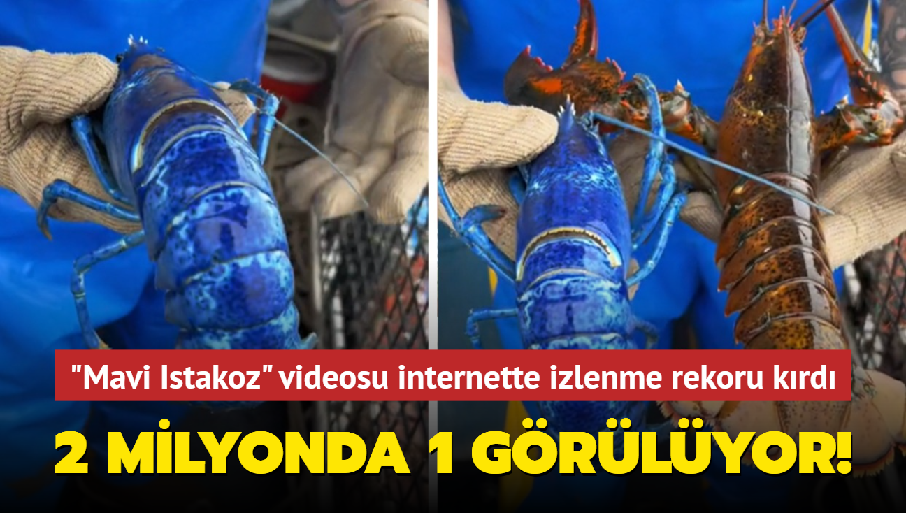 2 milyonda 1 grlen "Mavi Istakoz" videosu internette izlenme rekorlar krd! Grenleri hayrete dryor