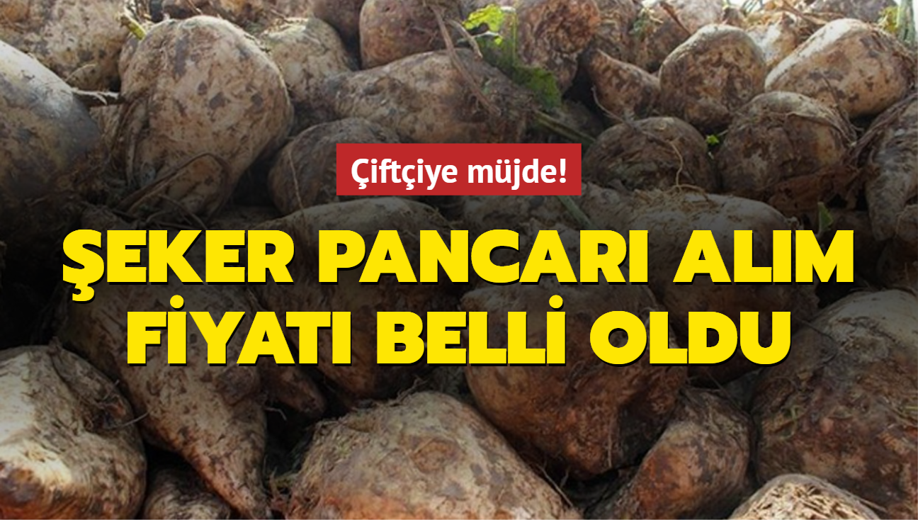 eker pancar alm fiyat belli oldu