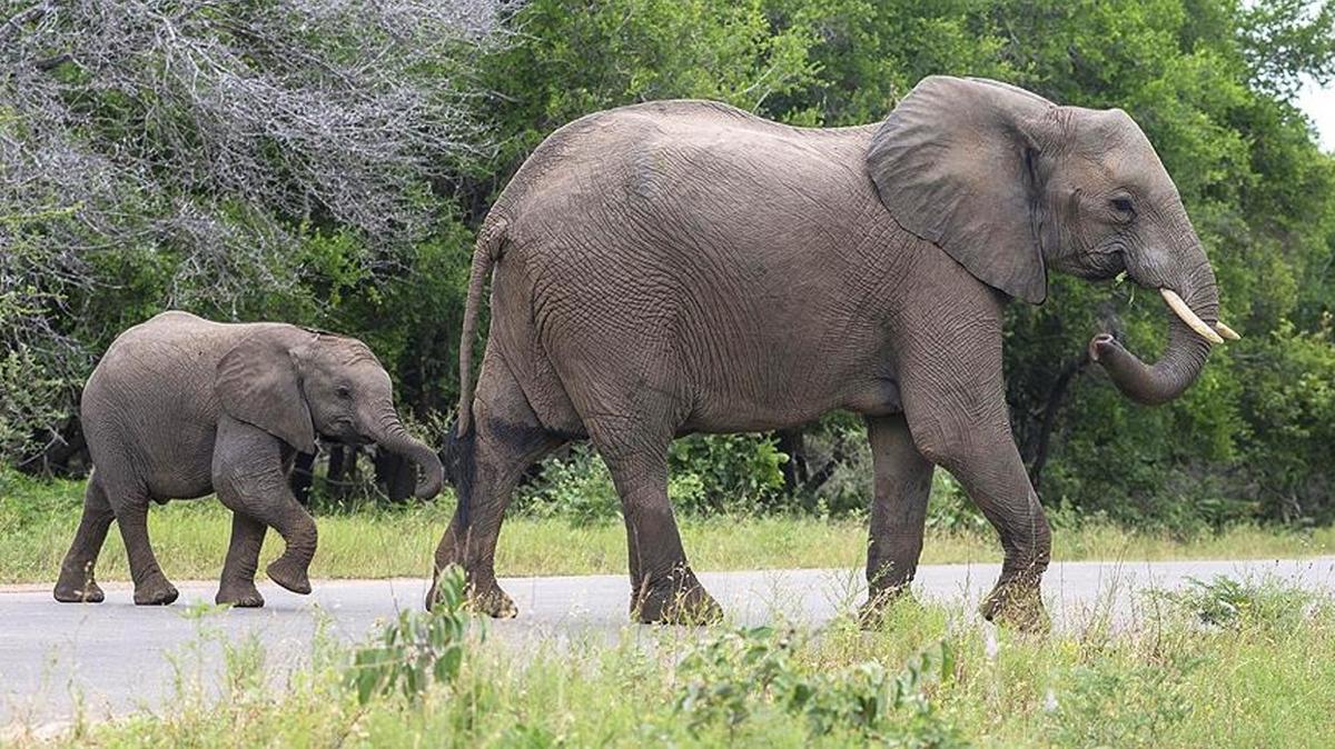 Kenya'da son 40 yln en kurak dnemi: 109 fil hayatn kaybetti