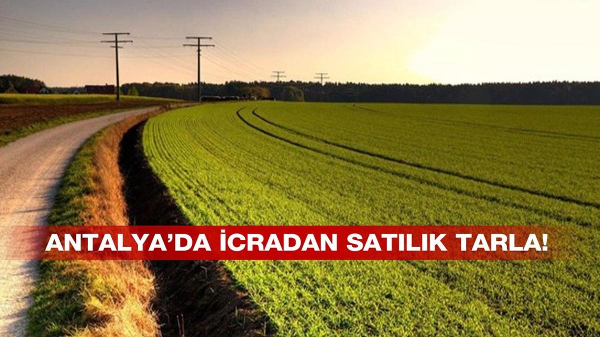 Antalya Korkuteli'nde tarla sata karld!