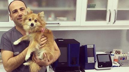 Hayvanlara mikro�ip takmak zorunlu mu?