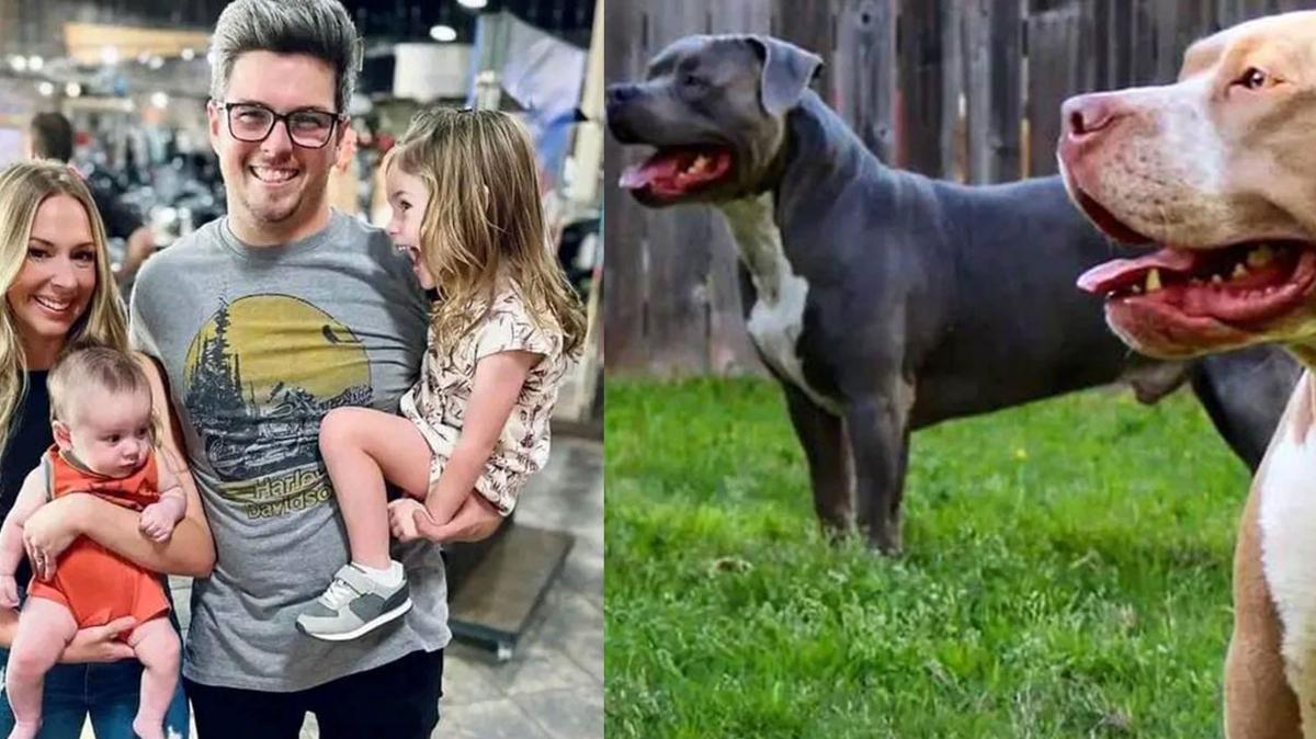 ABD'de pitbull deheti... ki kardei feci ekilde ldrd