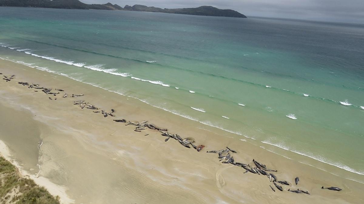 Yeni Zelanda'nn Pitt Adas'nda 240 pilot balina telef oldu