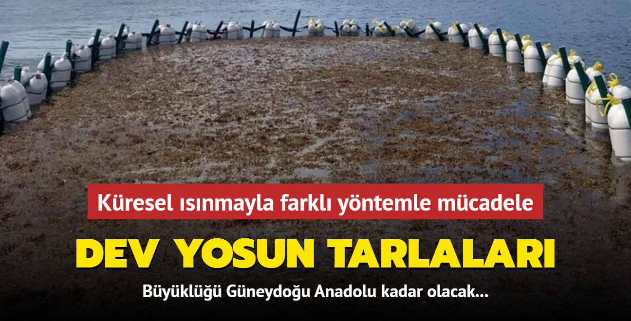 Kresel snmayla farkl yntemle mcadele: Dev yosun tarlalar