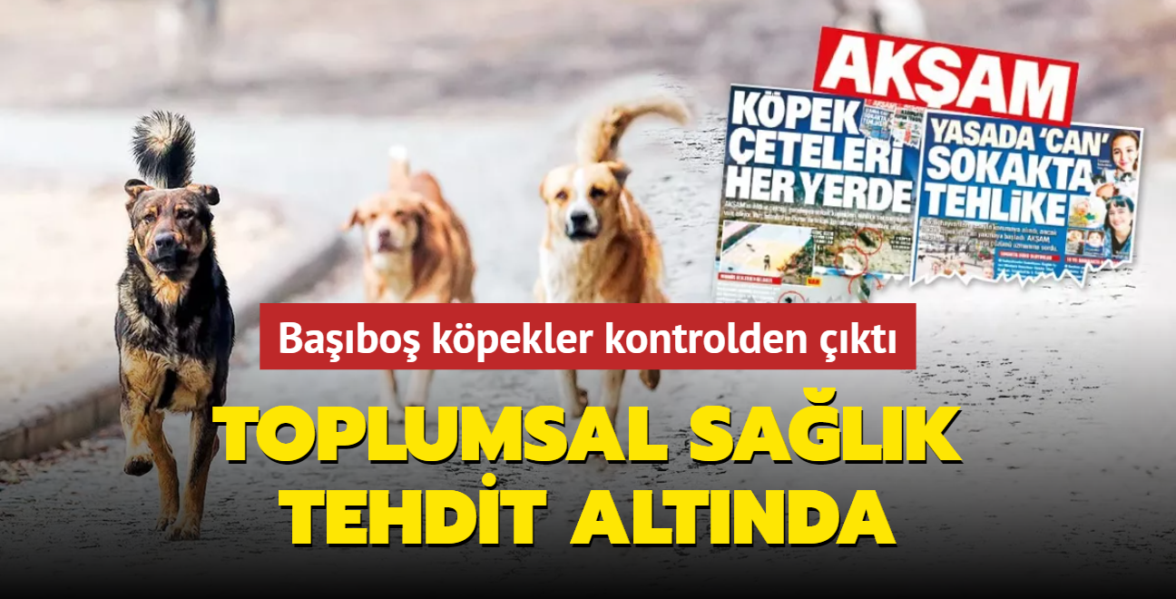 Veteriner hekimler endieli! Toplumsal salk tehdit altnda... Babo kpekler kontrolden kt