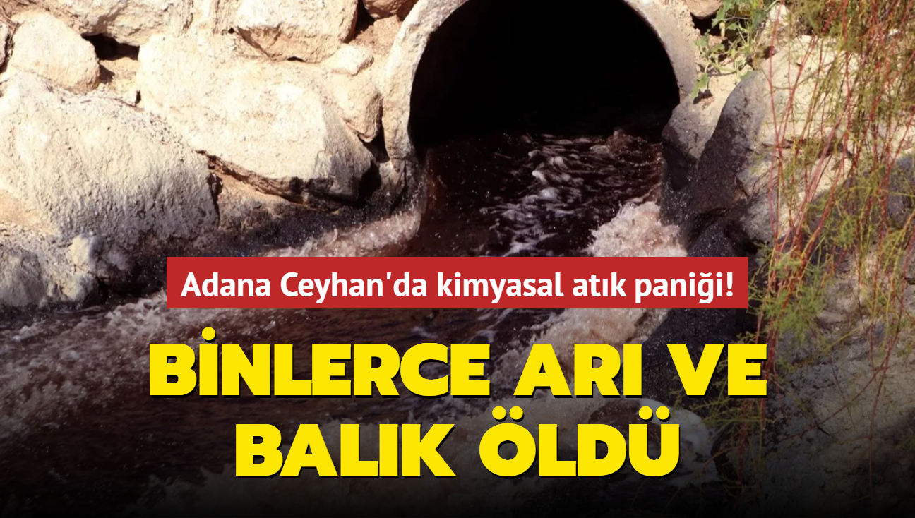 Adana Ceyhan'da kimyasal atk panii! Binlerce ar ve balk ld