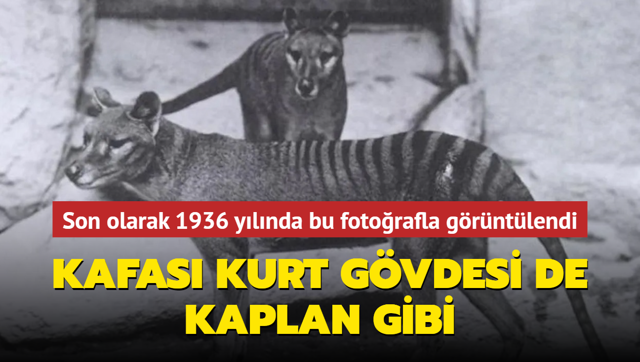 Son olarak 1936 ylnda bu fotorafla grntlendi! Kafas kurt gvdesi de kaplan gibi! 