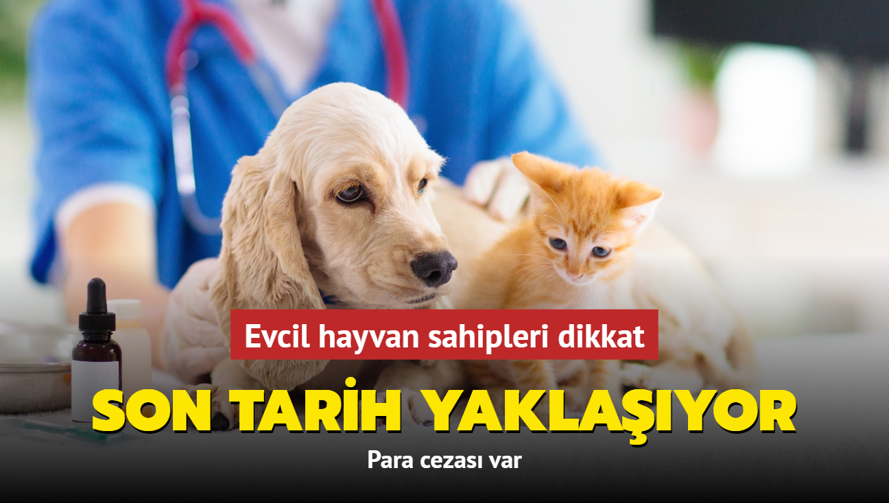 Evcil hayvan sahipleri dikkat: Son tarih yaklayor! Para cezas var