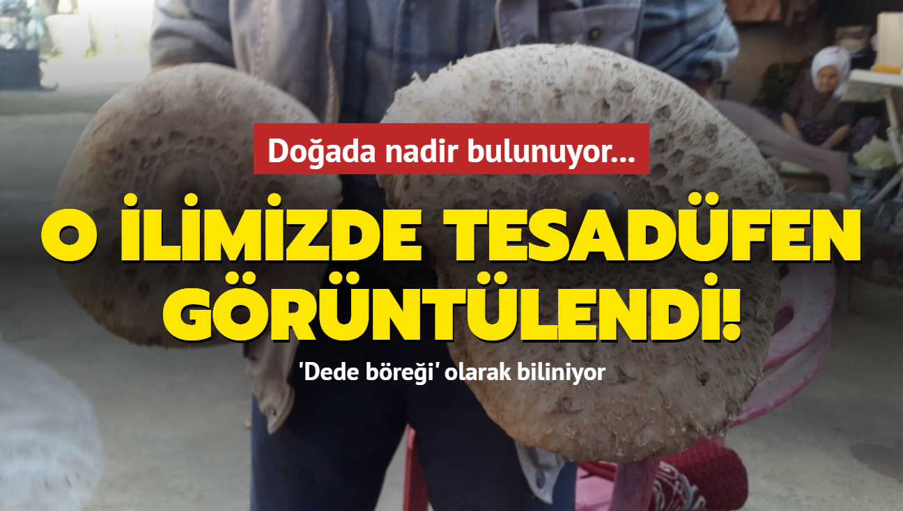 Doada nadir bulunuyor... Devasa mantar o ilimizde grntlendi!