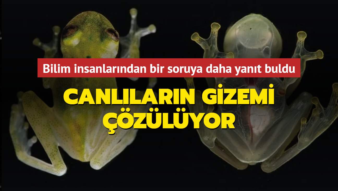 Bilim insanlarndan yeni keif... Canllarn gizemi zlyor