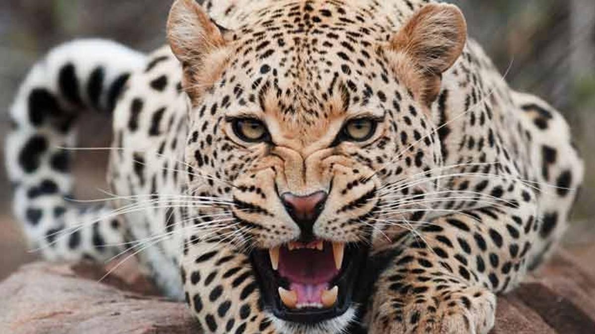 Hindistan'da leopar dehet sat: Yarallar var