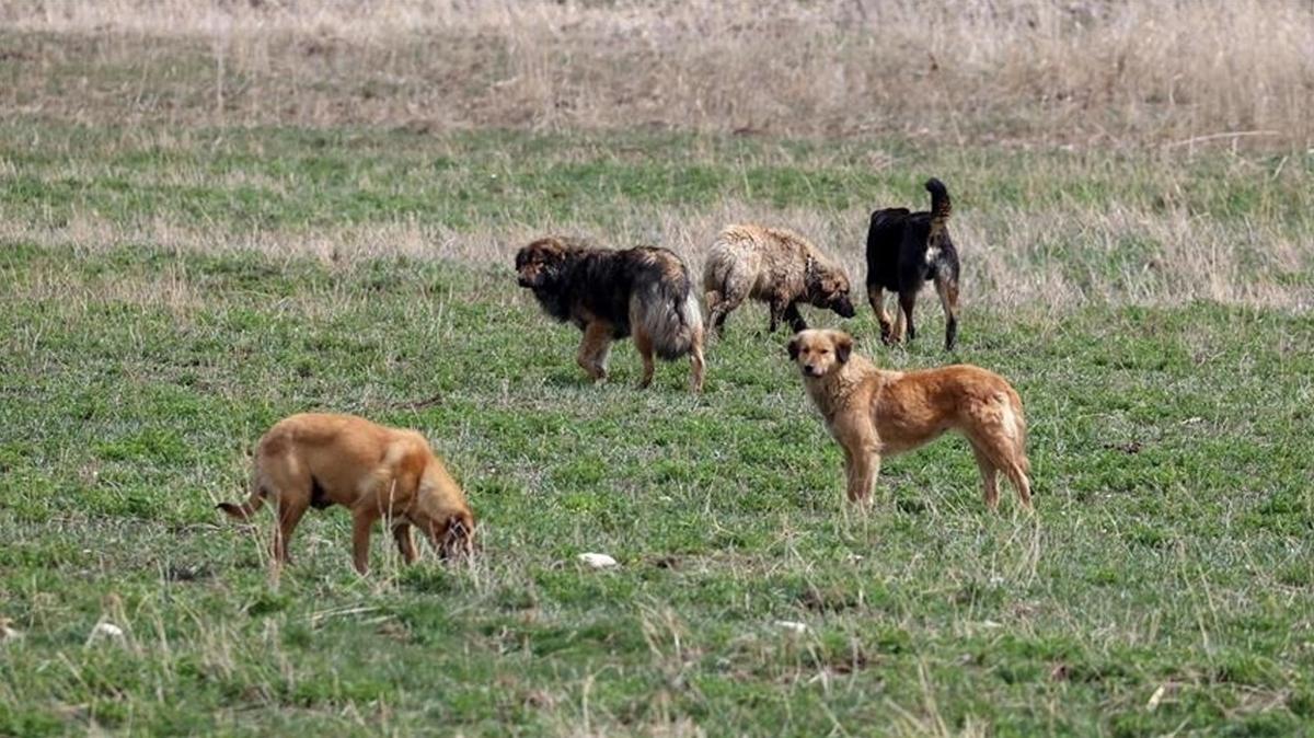 Bolu'da bir kadn evine dnerken kpek saldrsna urad