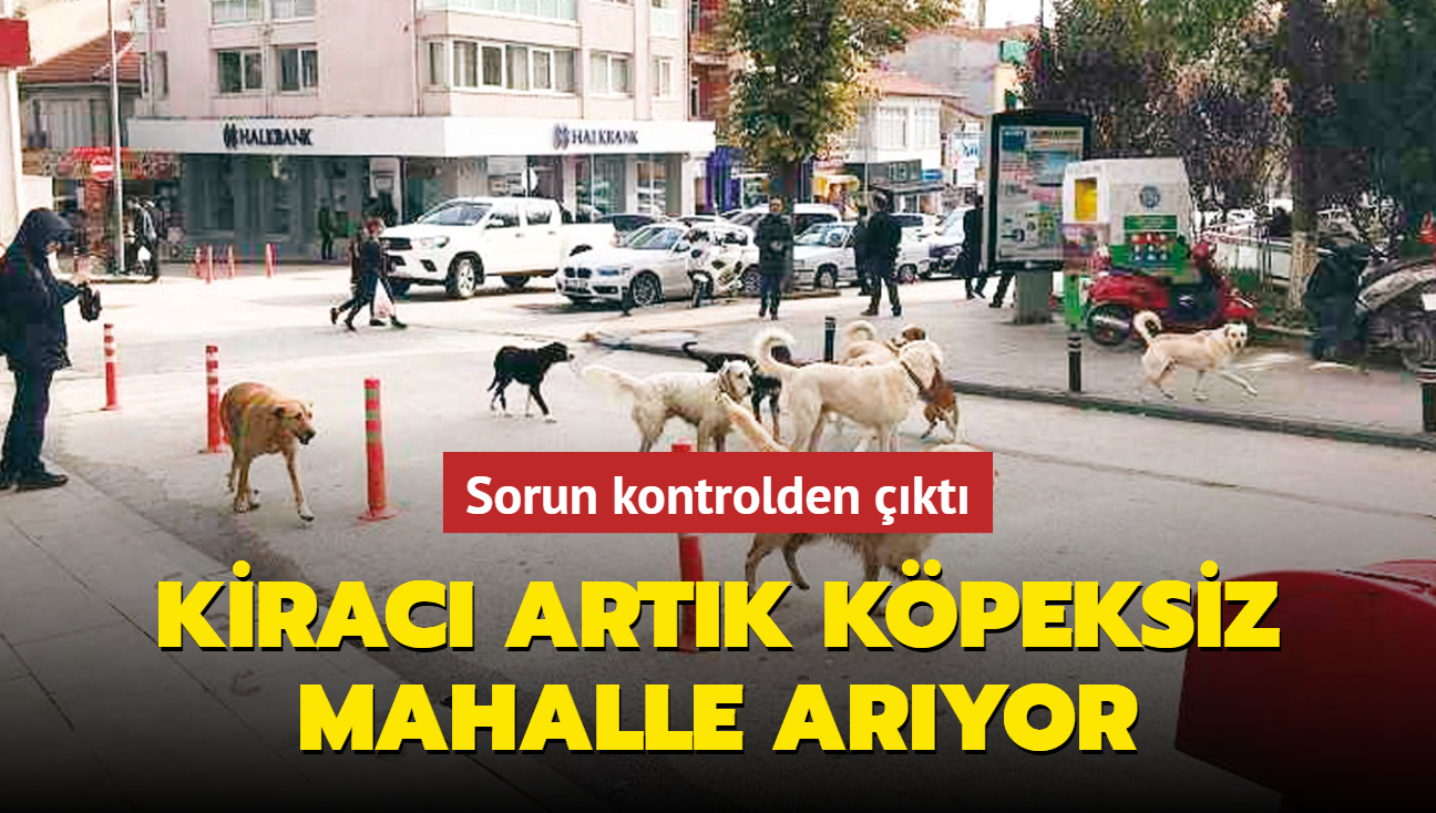 Kirac artk kpeksiz mahalle aryor