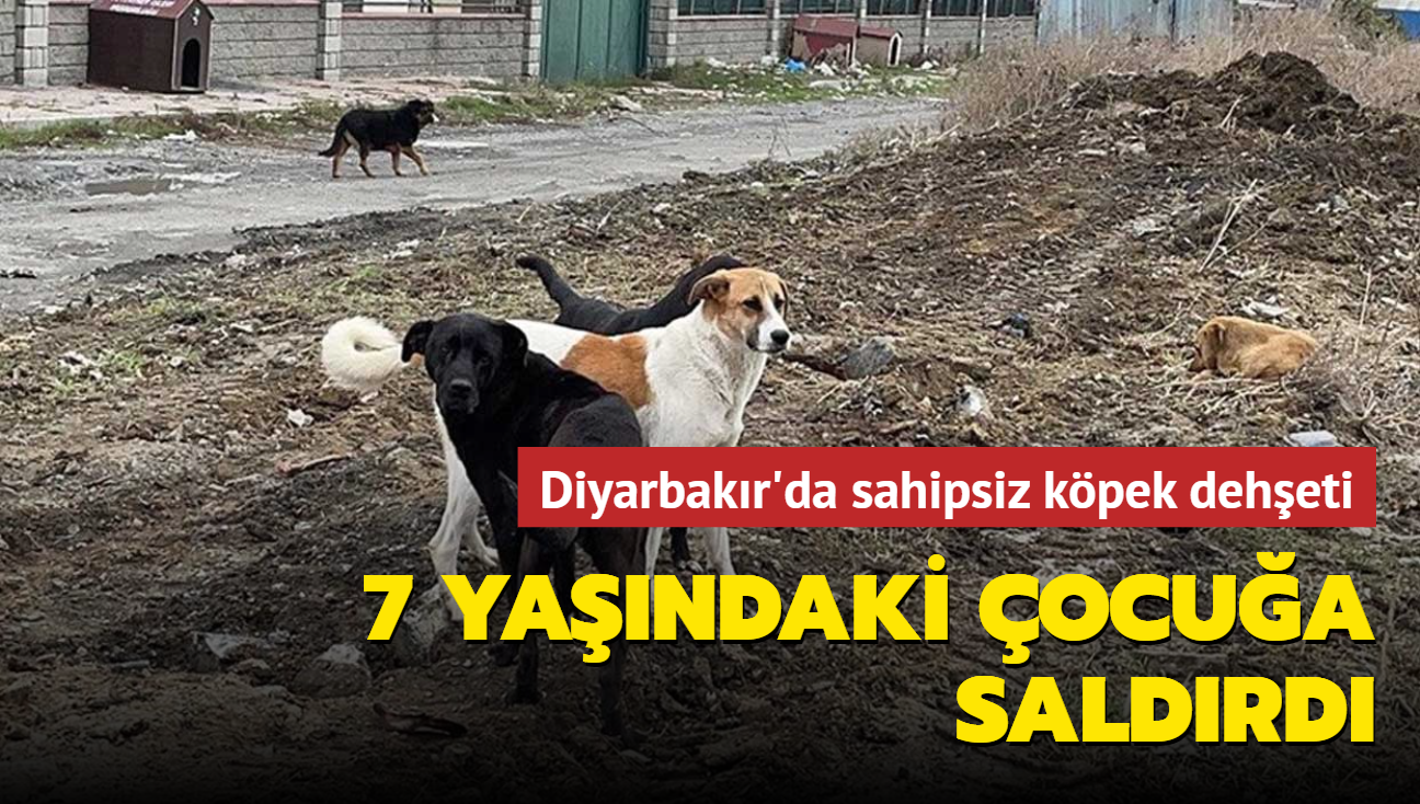 Diyarbakr'da sahipsiz kpek deheti... 7 yandaki ocua saldrd