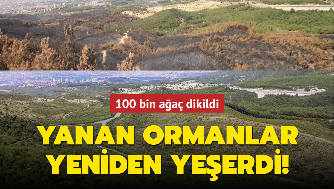 zmir'in yanan ormanlar yeniden yeerdi! 100 bin aa dikildi