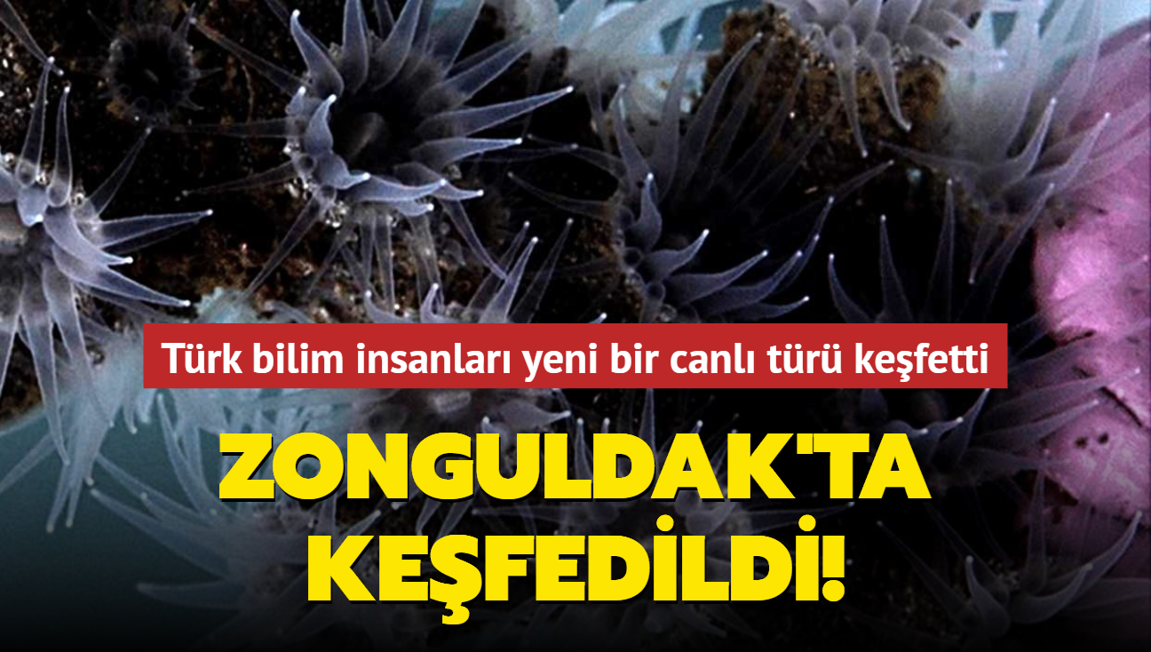 Zonguldak'ta kefedildi! Trk bilim insanlar literatre yeni bir canl tr kazandrd