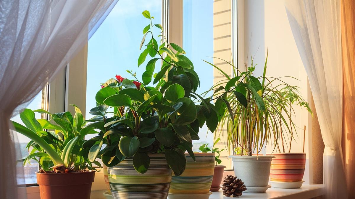 Kararmış ev bitkilerinizi tekrar yeşillendirecek 5 yöntem! Daha ışıklı bir bölgeye taşımanız hayat kurtarır
