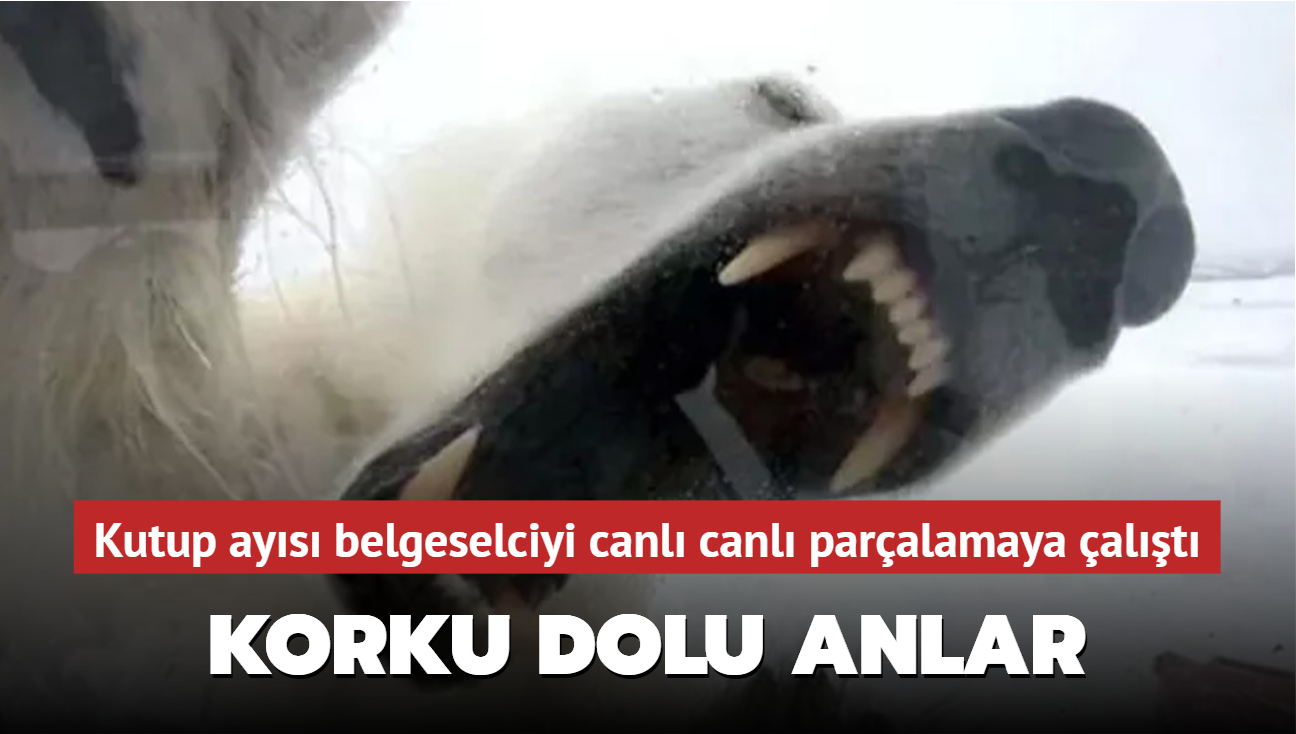 Kutup ay�s� belgeselciyi canl� canl� par�alamaya �al��t�! Korku dolu anlar