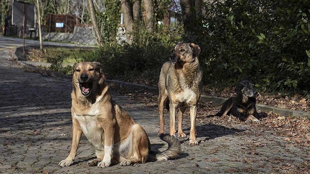 Adana'da başıboş köpek dehşeti