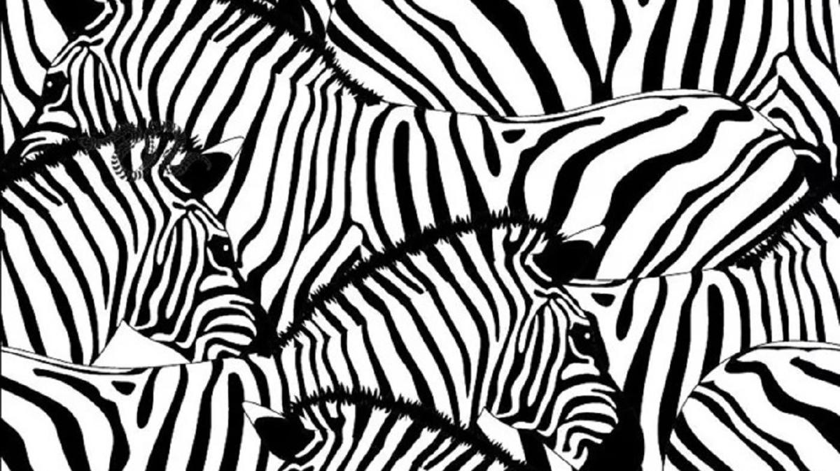Zebra srsne szm kobray bulmak 15 saniye sryor... Yalnzca stn zekallar ylann yerini zebiliyor!