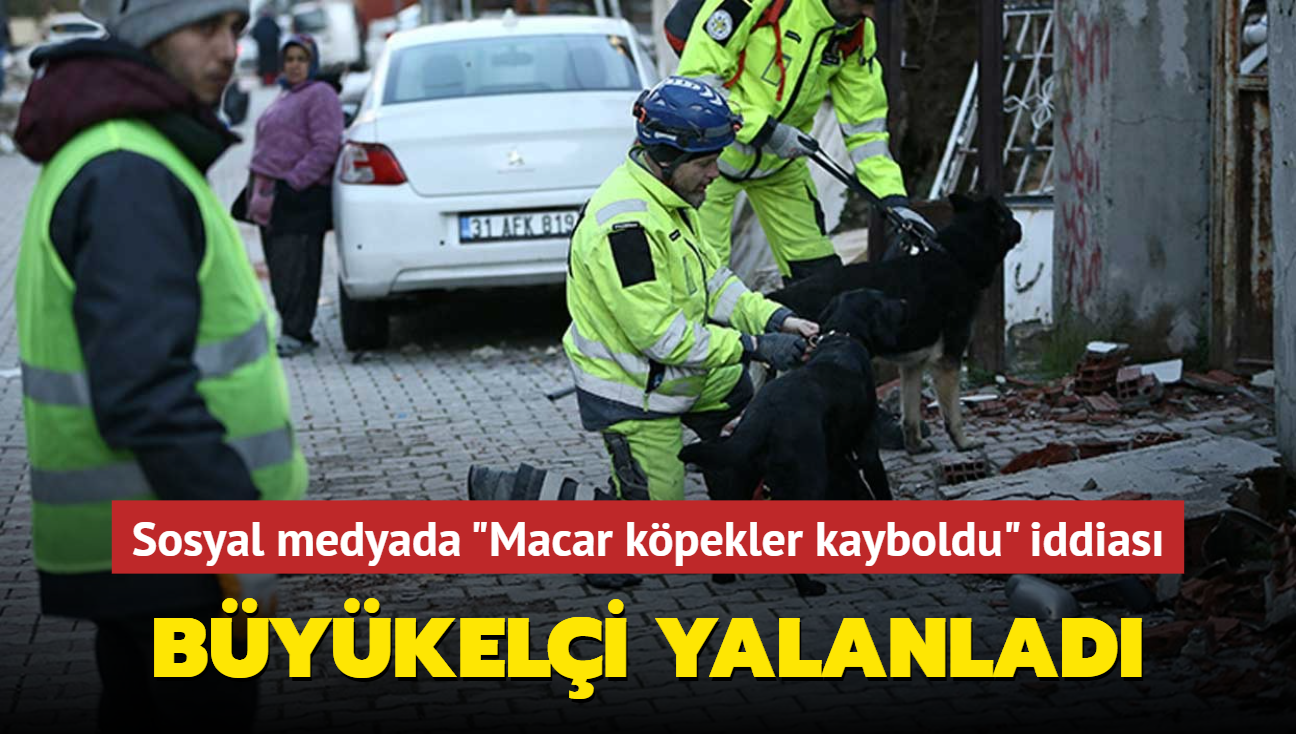 Sosyal medyada "Macar kpekler kayboldu" iddias... Bykeli yalanlad