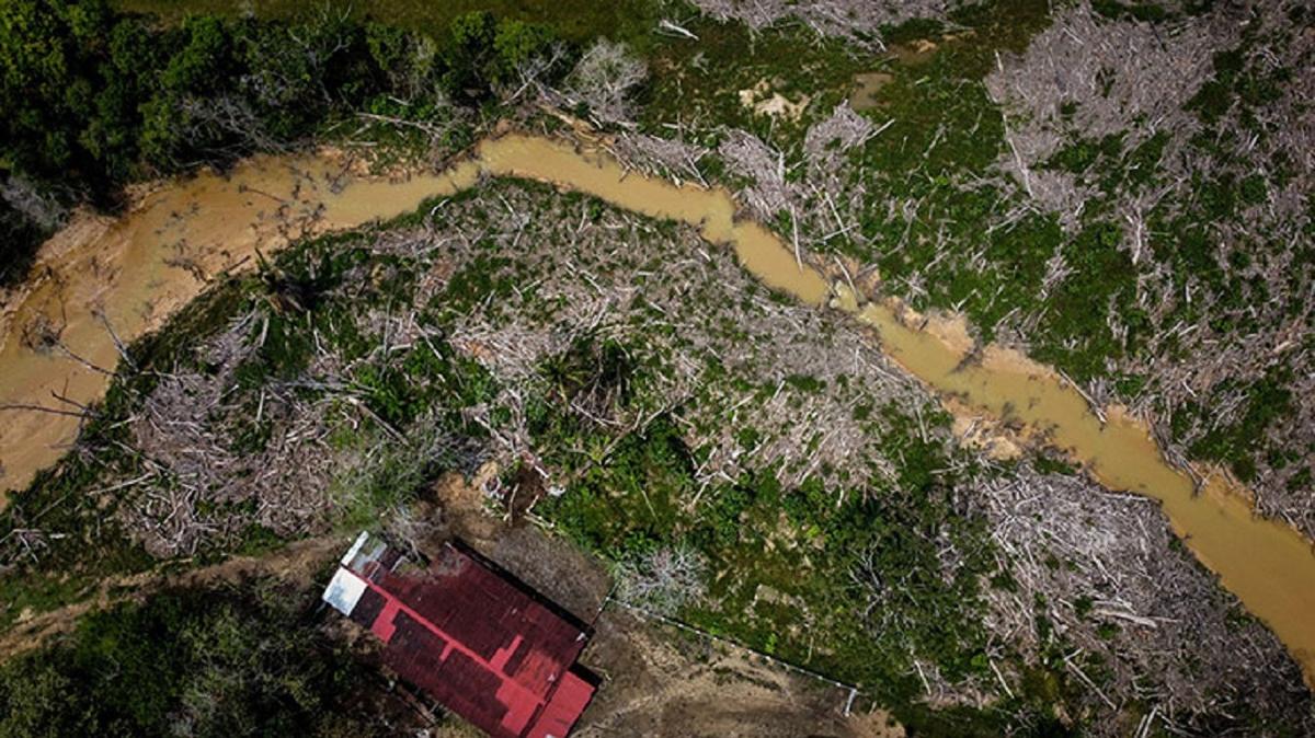 Kolombiya ormanlarn illegal kesimler yok ediyor