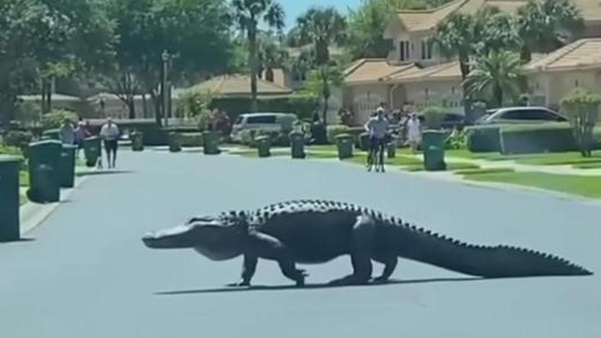 ABD Timsah Florida fotoraflar resimleri
