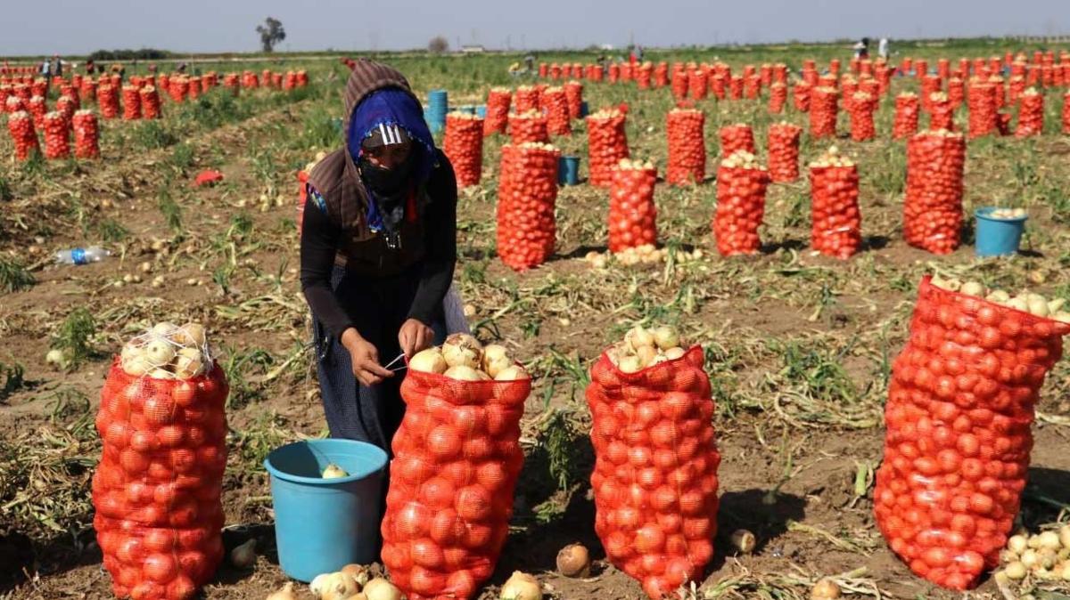 Adana'da soan hasad balad: Fiyatlarda d bekleniyor