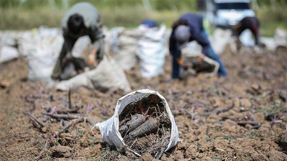 Depremin vurduu Hatay'n tescilli siyah havucunda rekolte art bekleniyor