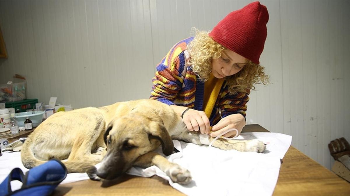 Enkazdan karlan veteriner gnll olarak hayvanlar tedavi ediyor
