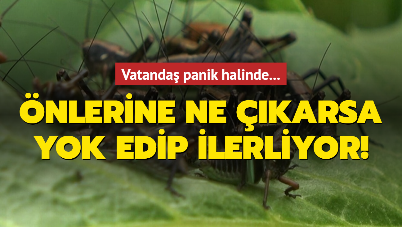 Vatanda panik halinde... nlerine ne karsa yok edip ilerliyor!