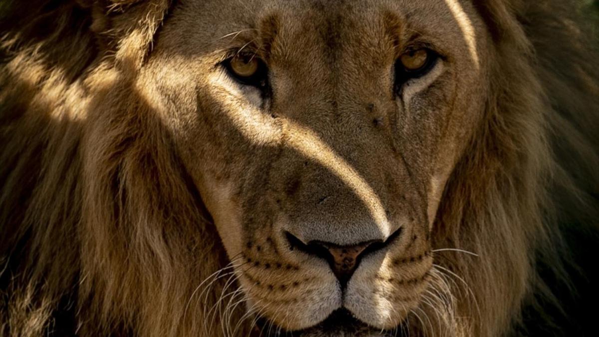 Kenya'da a kalan aslanlar yerleim yerlerine saldryor