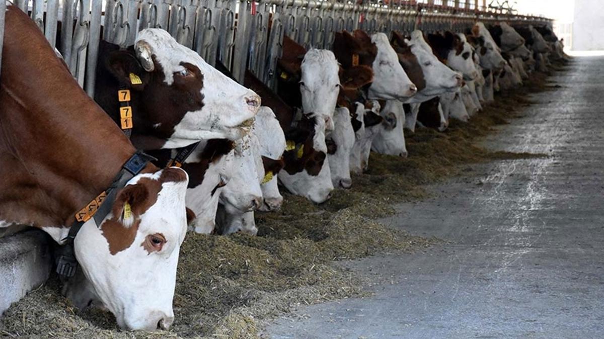 Hayvan yetitiriciliinde, Trkiye Avrupa'nn zirvesinde