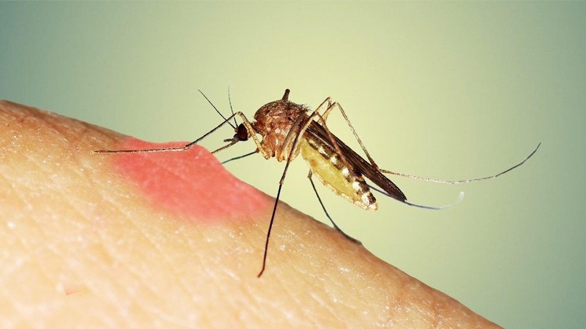 Sivrisinekleri uzaklatran basit yntemler! Meer onlardan kurtulmak ok basitmi...
