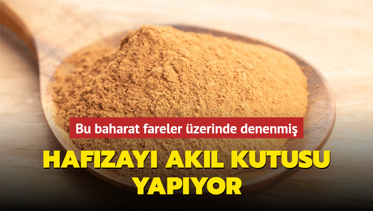 Bu baharat hafzay akl kutusu yapyor! Bu faydasn ilk kez duyacaksnz! Farelerde denenmi