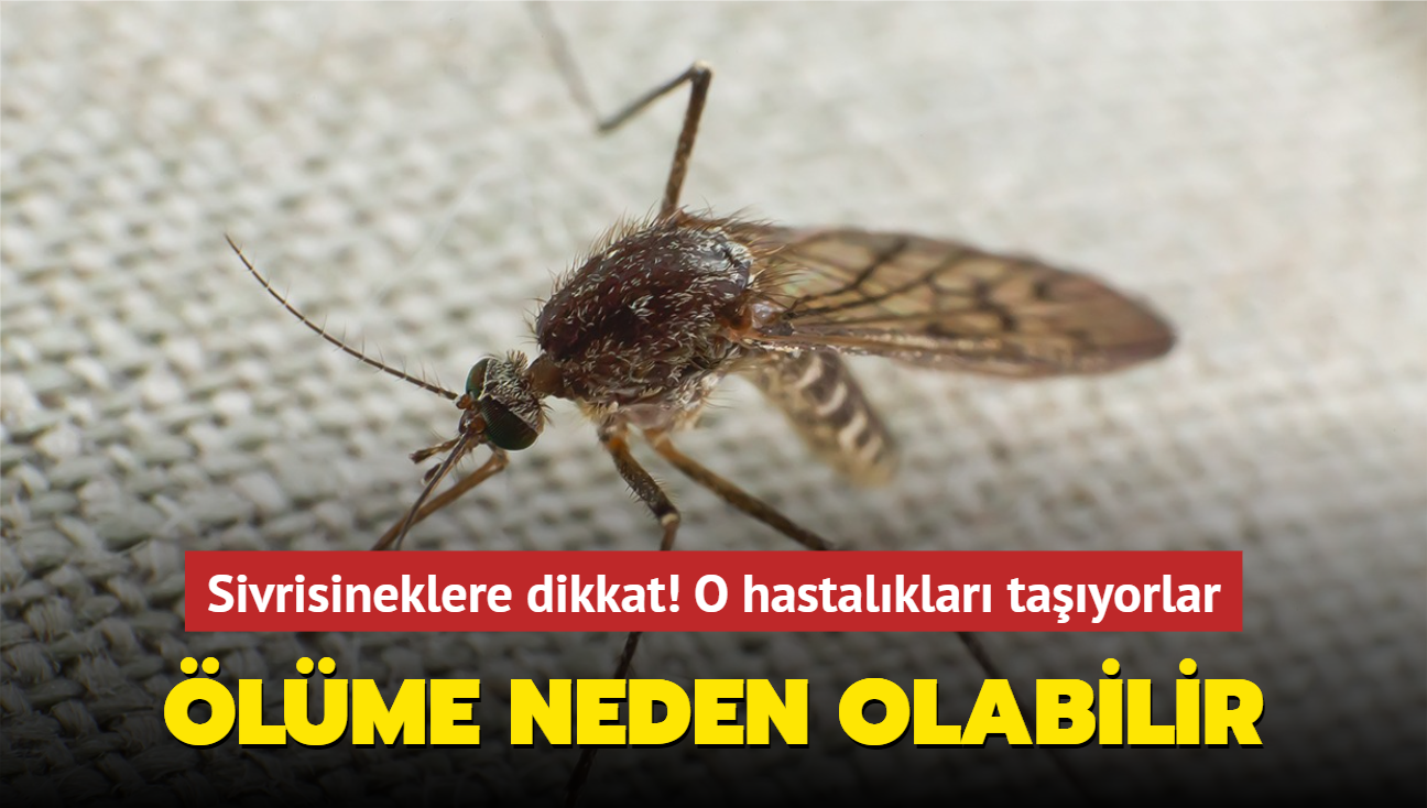 Sivrisineklere dikkat! O hastalklar tayorlar! lme neden olabilir