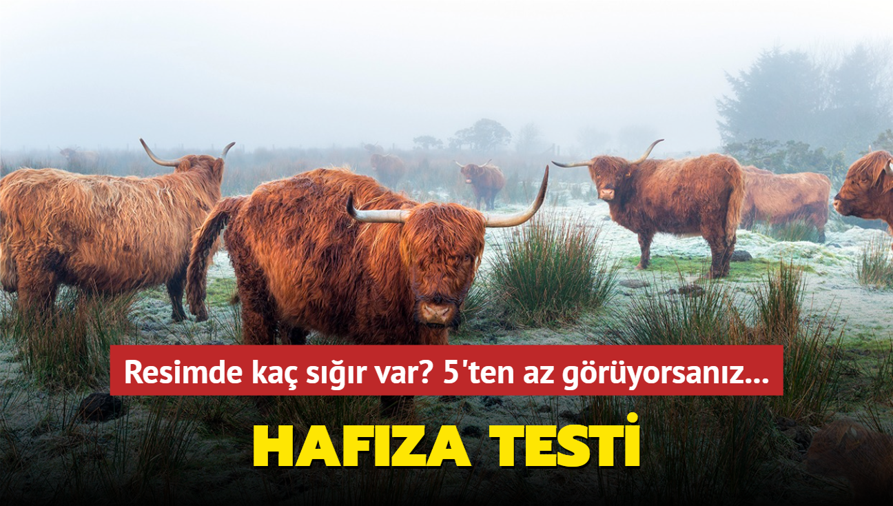 Hafzanz gl m test edin! Kiilik testi! Resimde ka sr var"