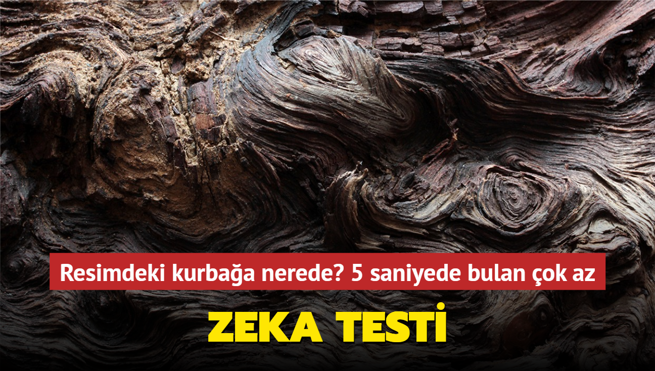 Resimdeki kurbaay grenler zeki! Kiilik testi gerekleri sylyor