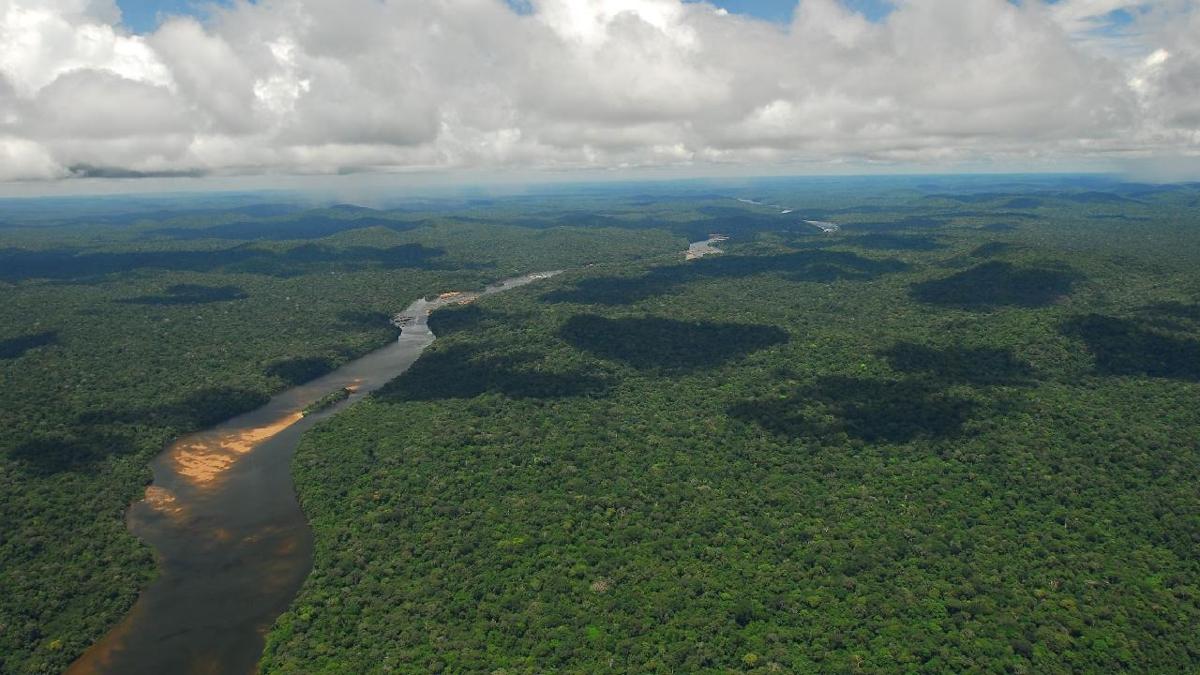 Brezilya Amazonlarnda ormanszlatrma yzde 33,6 azald