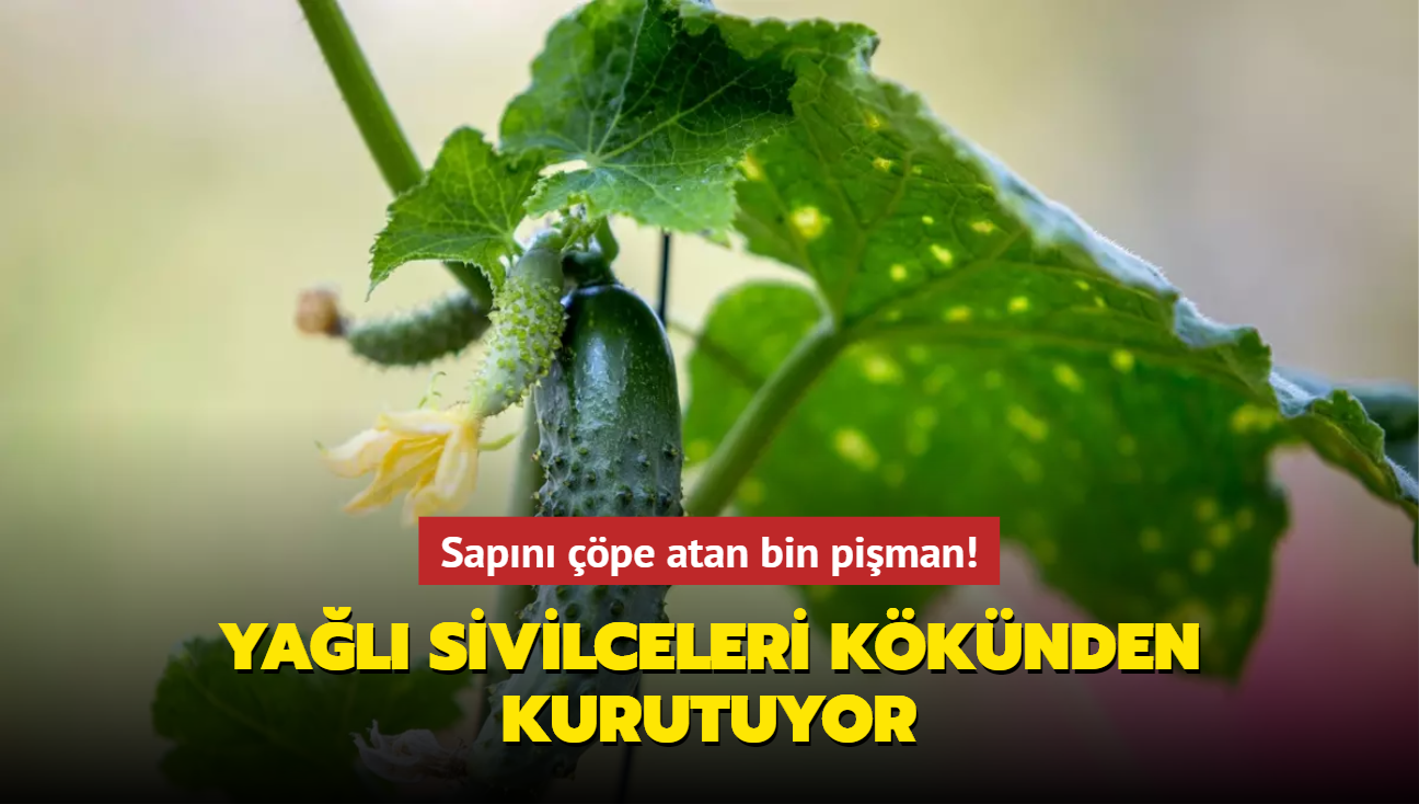 Sapn pe atan bin piman! Yal sivilceleri kknden kurutuyor