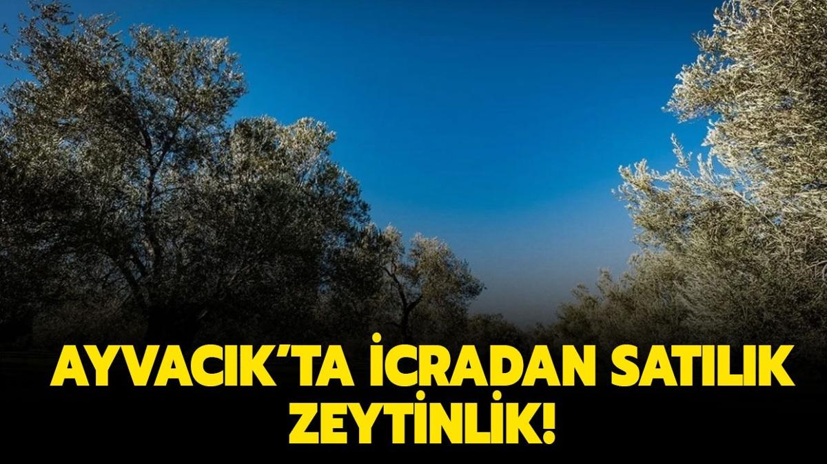 Ayvack'ta 4.6 milyon TL'ye icradan satlk zeytinlik!