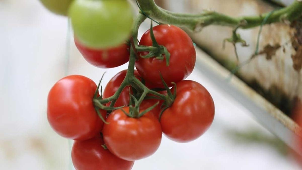Rusya'nn Trkiye'den domates ithalat kotasn arttrmas ihracat rakamlarna olumlu yansyacak