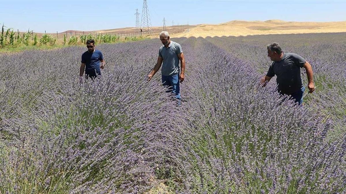 Siirt'te alternatif rn olarak ekilen lavanta iftinin gzdesi oldu