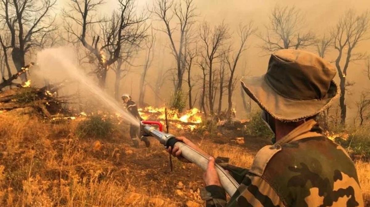 Cezayir'de orman yangnlarnda 34 kii hayatn kaybetti