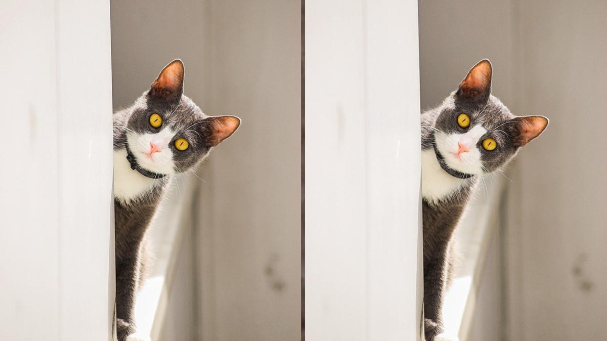 Kedilerin arasndaki 3 fark bulabilir misin" stn dikkat yetenei gerektirebilen bulmaca