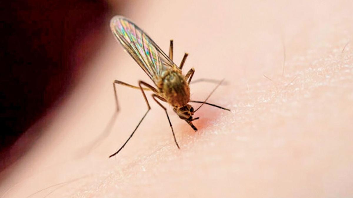 Kantl, arl, byk lokal ilikler... Asya kaplan sivrisinei tehlike sayor