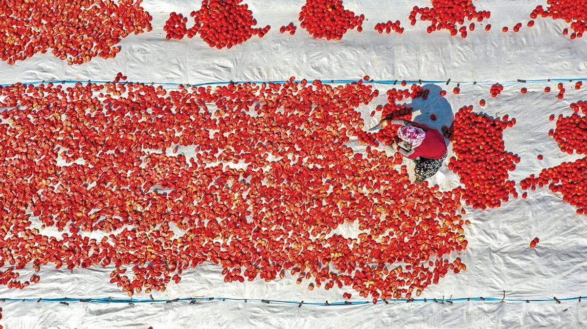 Avrupa ve ABD Diyarbakr domatesi yiyor